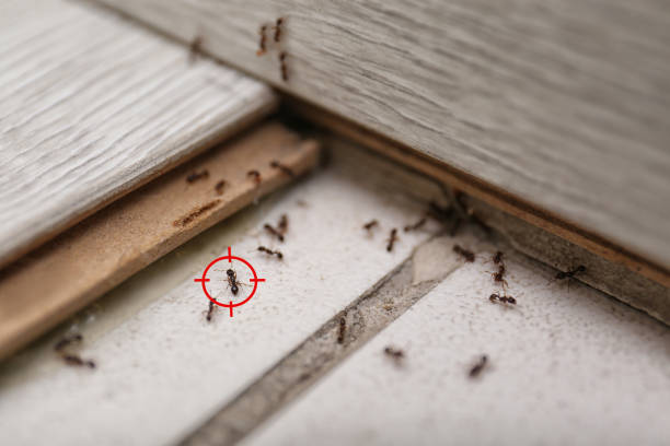 Best Emergency Pest Control  in White Marsh, MD