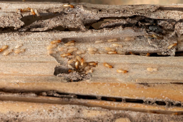 Spider Control Near Me in White Marsh, MD