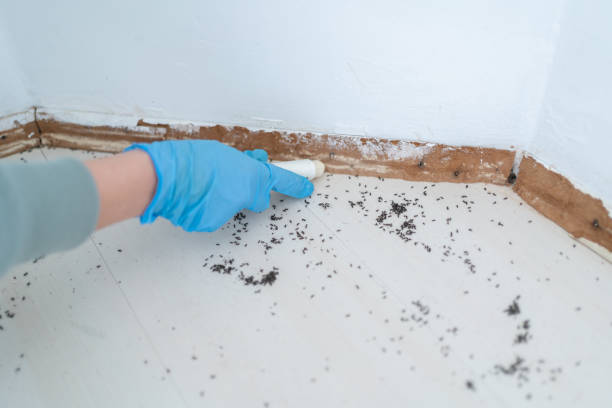 Best Pest Control Near Me  in White Marsh, MD